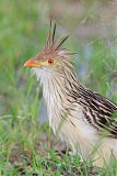 Guira Cuckoo